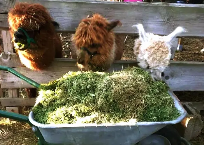 Heuhotel Farm Gemeinschaftsbad Own Sleeping Bag Free Wifi Kamp alanı Hausbreitenbach